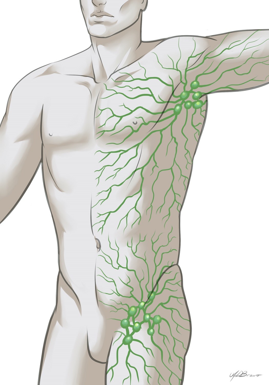 1050x1500 Lymphpractic L - Lymphatic System Drawing