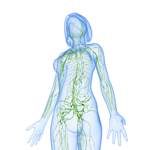 300x300 lymphatic drainage massage schools of queensland - Lymphatic System Drawing