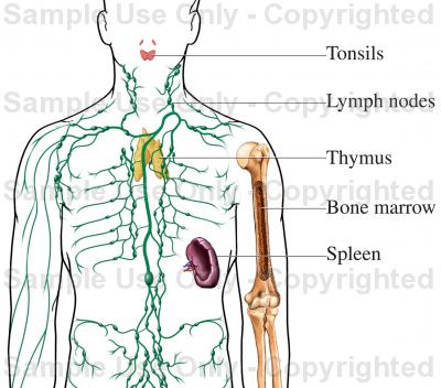 Lymphatic System Drawing at PaintingValley.com | Explore collection of ...