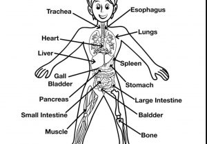 300x210 Lymphatic System Drawing Lymphoma Treatment Mhealthorgrhmhealthorg - Lymphatic System Drawing
