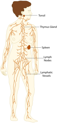 200x431 Lymphatic System And Immune System Medical Terminology For Cancer - Lymphatic System Drawing