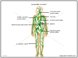 Lymphatic System Drawing at PaintingValley.com | Explore collection of ...