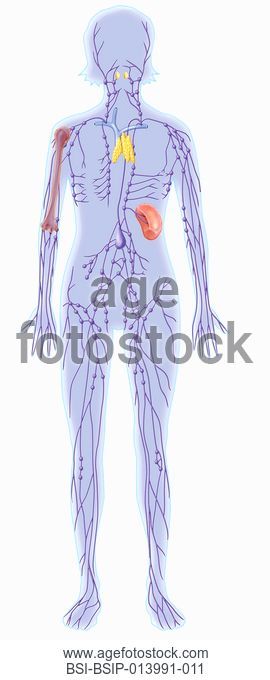 270x680 Lymphatic System Drawing Stock Photos And Images Age Fotostock - Lymphatic System Drawing