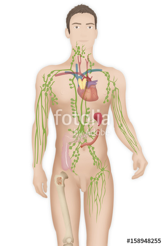 334x500 Lymphatic System Drawing Stock Photo And Royalty Free Images - Lymphatic System Drawing