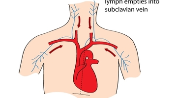360x200 Lymphatic System Science Learning Hub - Lymphatic System Drawing
