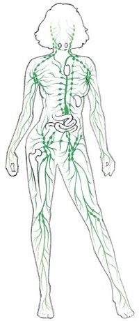 200x460 Lymphatic System - Lymphatic System Drawing