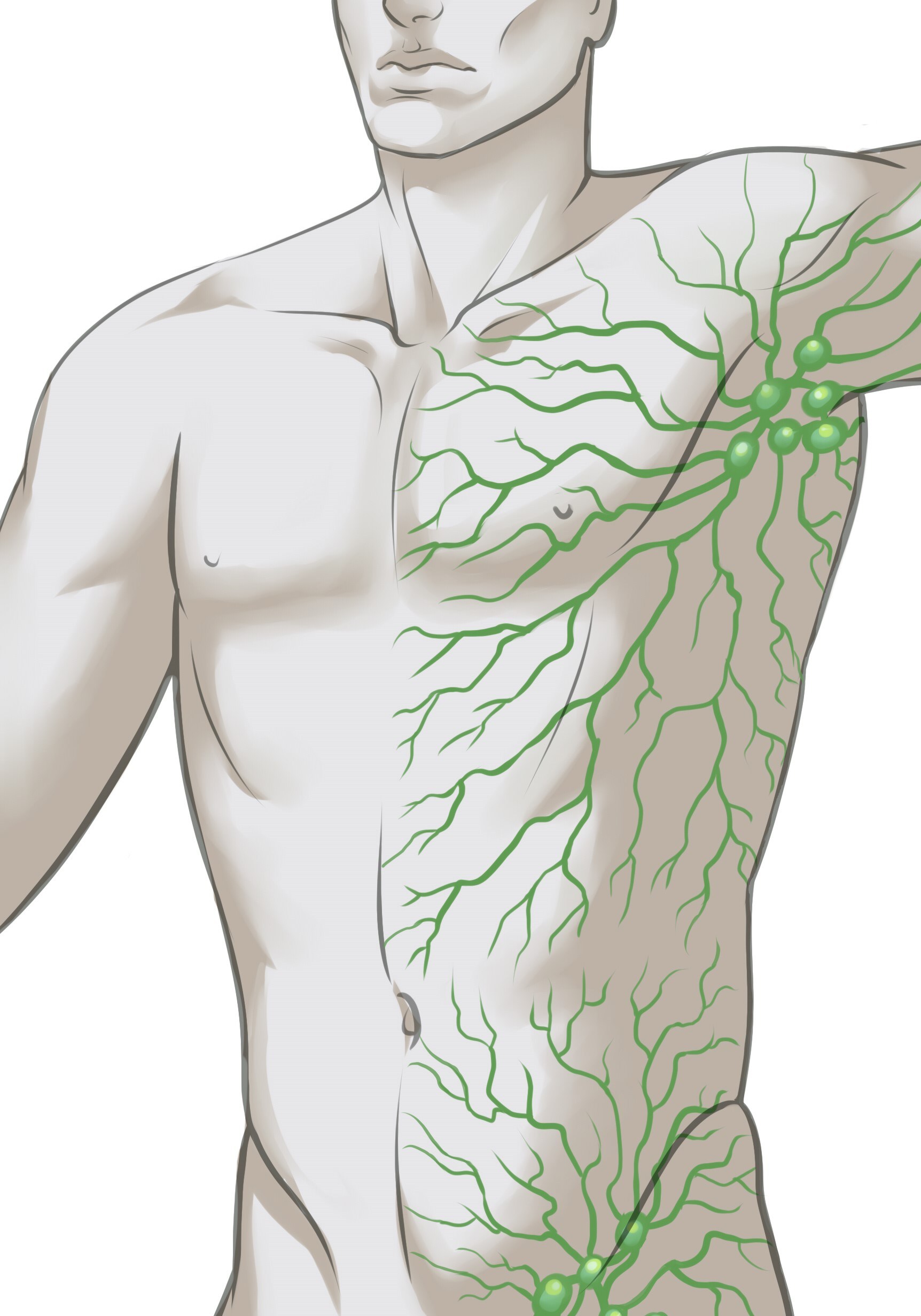 1724x2462 Podcast Help Erectile Dysfunction With Lymphatic System - Lymphatic System Drawing