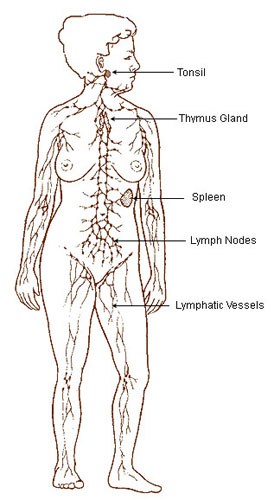 274x500 Seer Training Lymphatic System - Lymphatic System Drawing