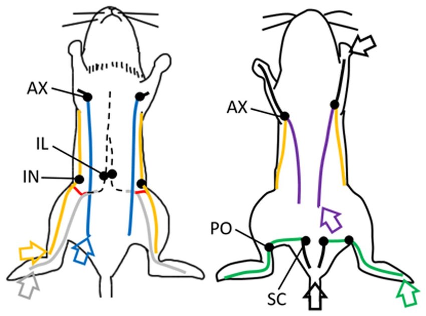 850x631 Schematic Drawing Of The Lymphatic System Related To The Drainage - Lymphatic System Drawing