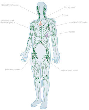 300x369 Understanding The Lymphatic System - Lymphatic System Drawing