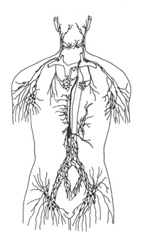200x339 Veltheim Method Lymphatic Drainage Bodytalk System Irene Khor - Lymphatic System Drawing
