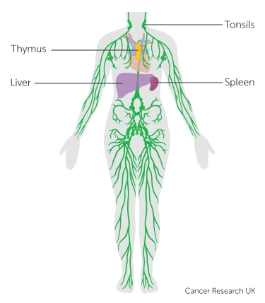 Lymphatic System Drawing at PaintingValley.com | Explore collection of ...