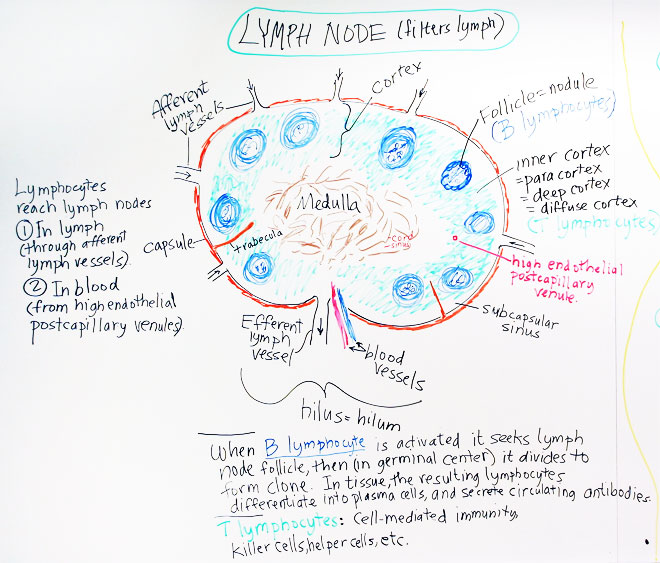 Lymphatic System Drawing at PaintingValley.com | Explore collection of ...