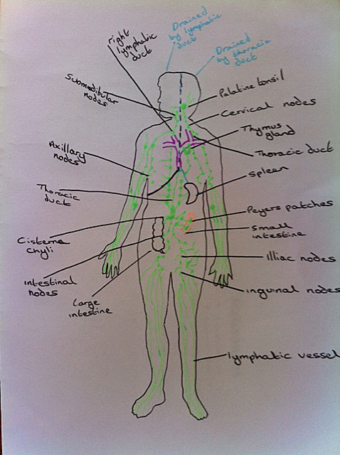 478x640 Faprs - Lymphatic System Drawing