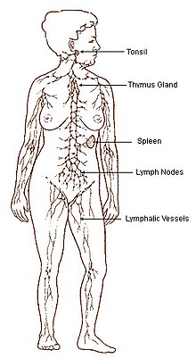 220x401 Lymphatic System - Lymphatic System Drawing