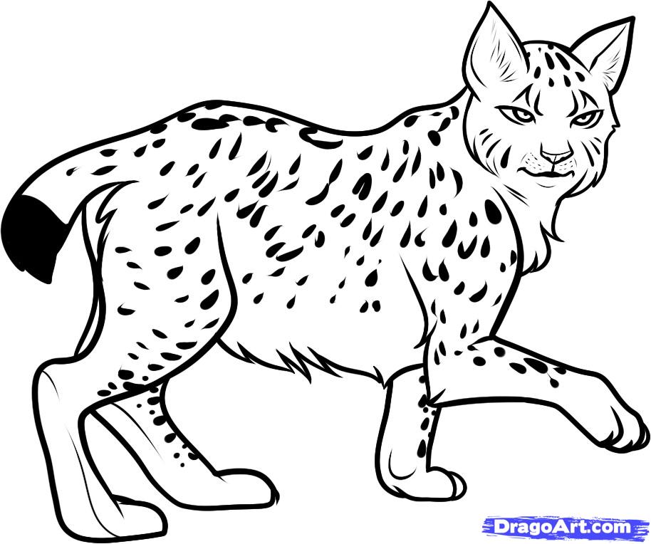 914x764 how to draw a lynx, lynx, step - Lynx Drawing