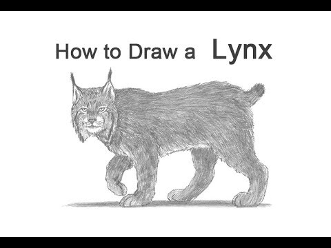 480x360 how to draw a lynx - Lynx Drawing