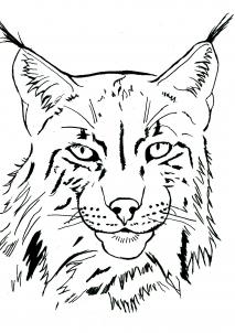 213x302 how to draw a realistic lynx, step - Lynx Drawing