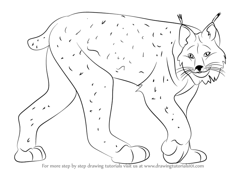 800x566 learn how to draw a canada lynx - Lynx Drawing