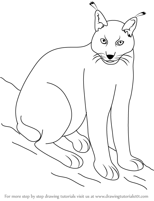 610x797 learn how to draw a eurasian lynx - Lynx Drawing