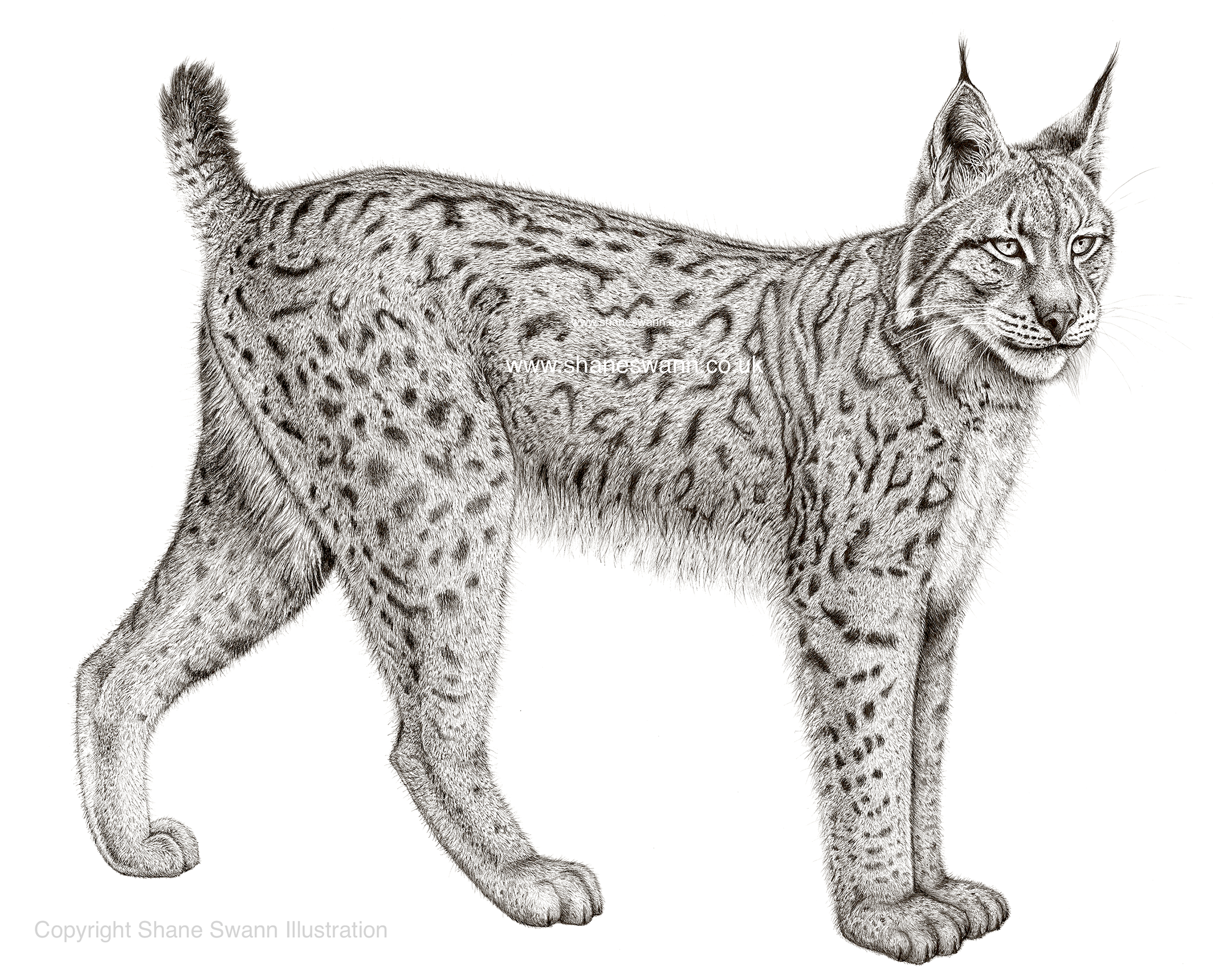 Lynx Drawing at Explore collection of Lynx Drawing