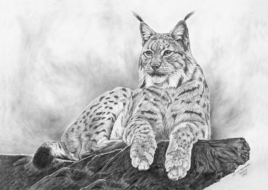 900x638 the lynx version drawing - Lynx Drawing
