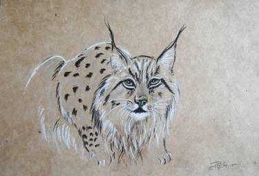 375x256 lynx drawing - Lynx Drawing