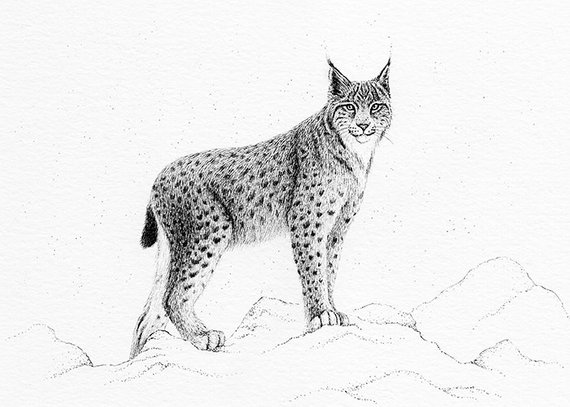 570x407 eurasian lynx original miniature ink drawing etsy - Lynx Drawing