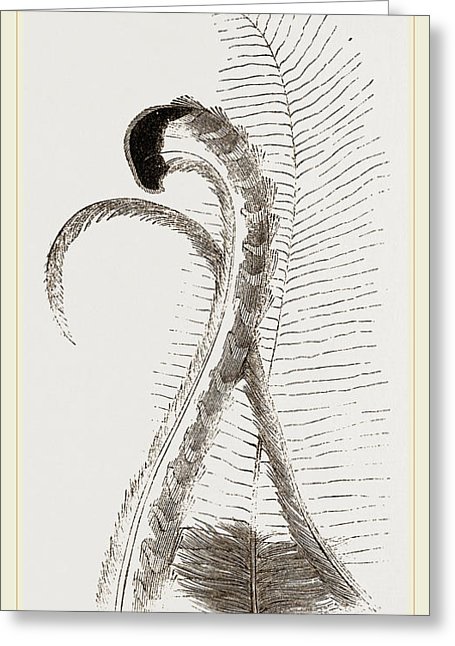 455x646 Tail Feathers Of Lyre Bird Drawing - Lyre Drawing