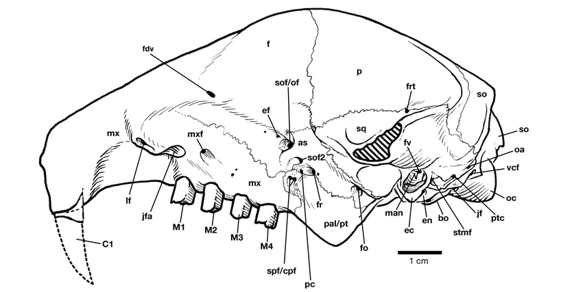 850x427 Line Drawing Of Skull Of Neocnus Dousman, Uf - M4 Line Drawing
