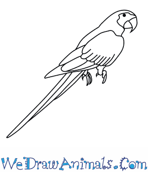 300x350 how to draw a blue and gold macaw - Macaw Drawing