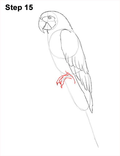386x500 how to draw a blue and yellow macaw - Macaw Drawing
