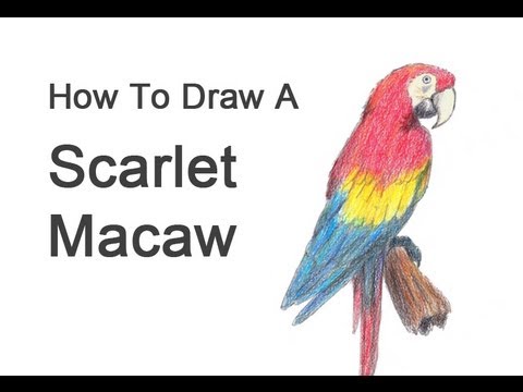 480x360 how to draw a macaw - Macaw Drawing