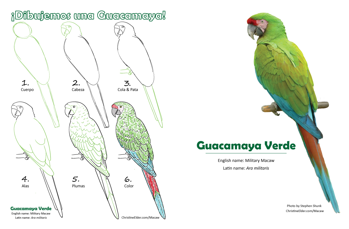 1205x792 how to draw a macaw - Macaw Drawing