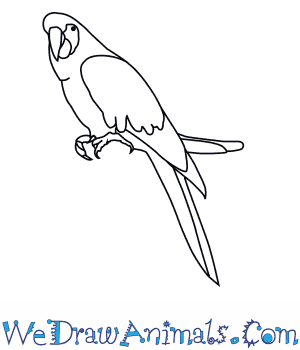 300x350 how to draw a scarlet macaw - Macaw Drawing