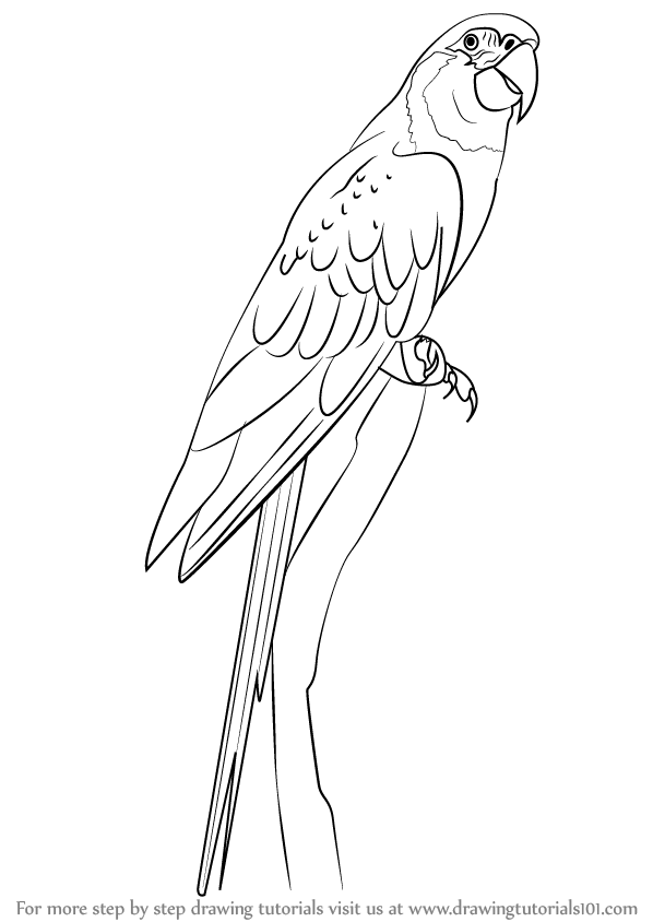 598x844 learn how to draw a blue throated macaw - Macaw Drawing