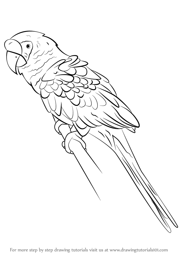 596x842 learn how to draw a military macaw - Macaw Drawing