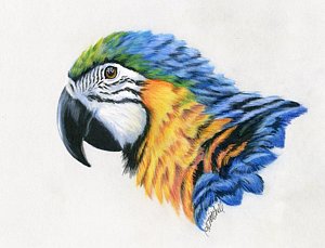 300x229 macaw drawings fine art america - Macaw Drawing