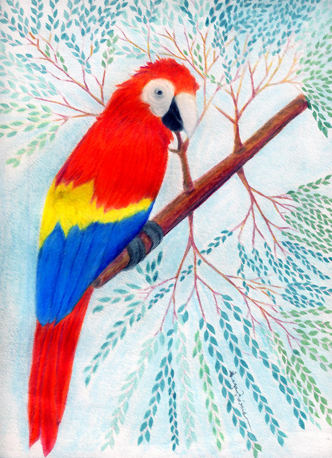 653x900 scarlet macaw drawing - Macaw Drawing