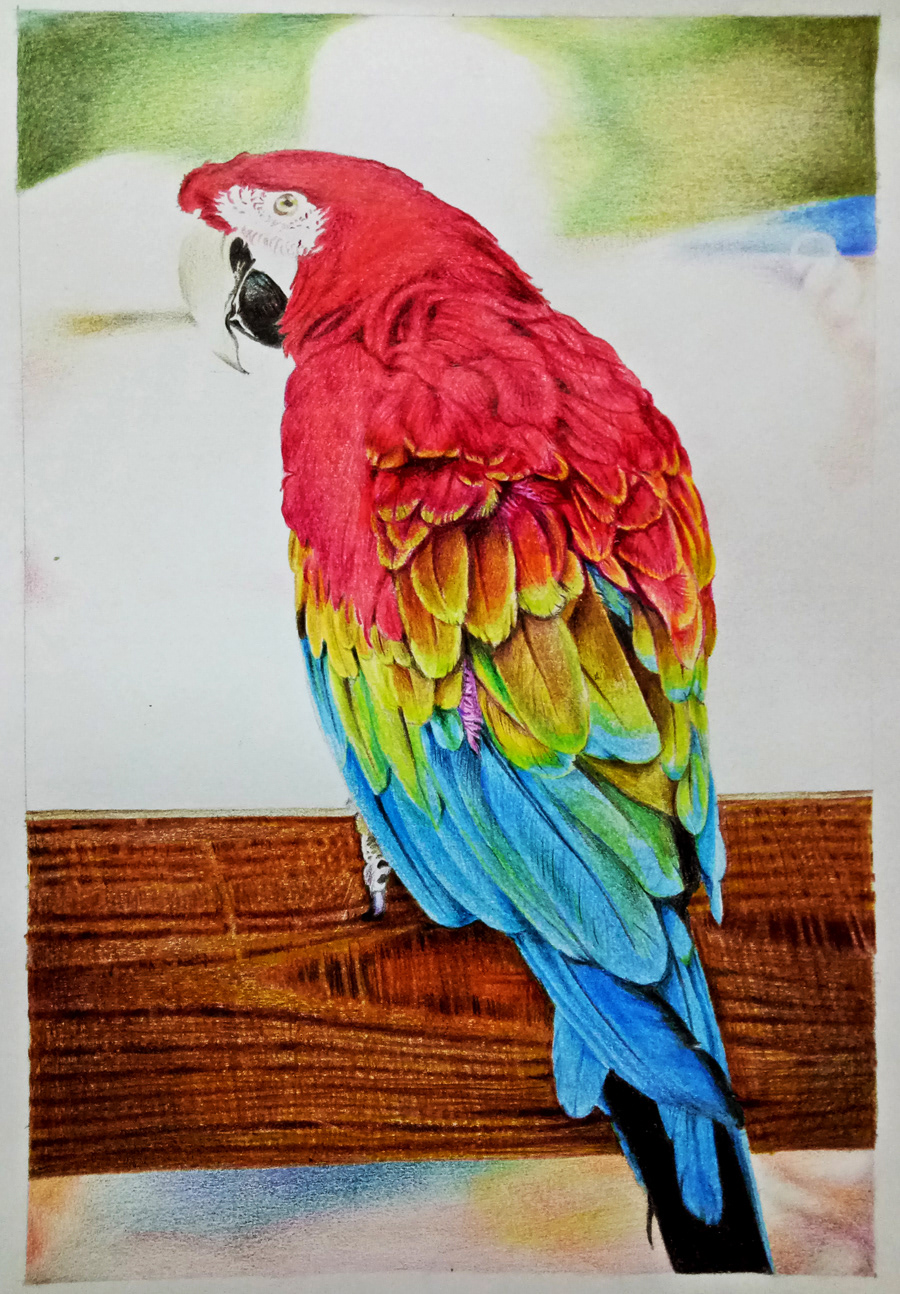 Macaw Drawing at Explore collection of Macaw Drawing