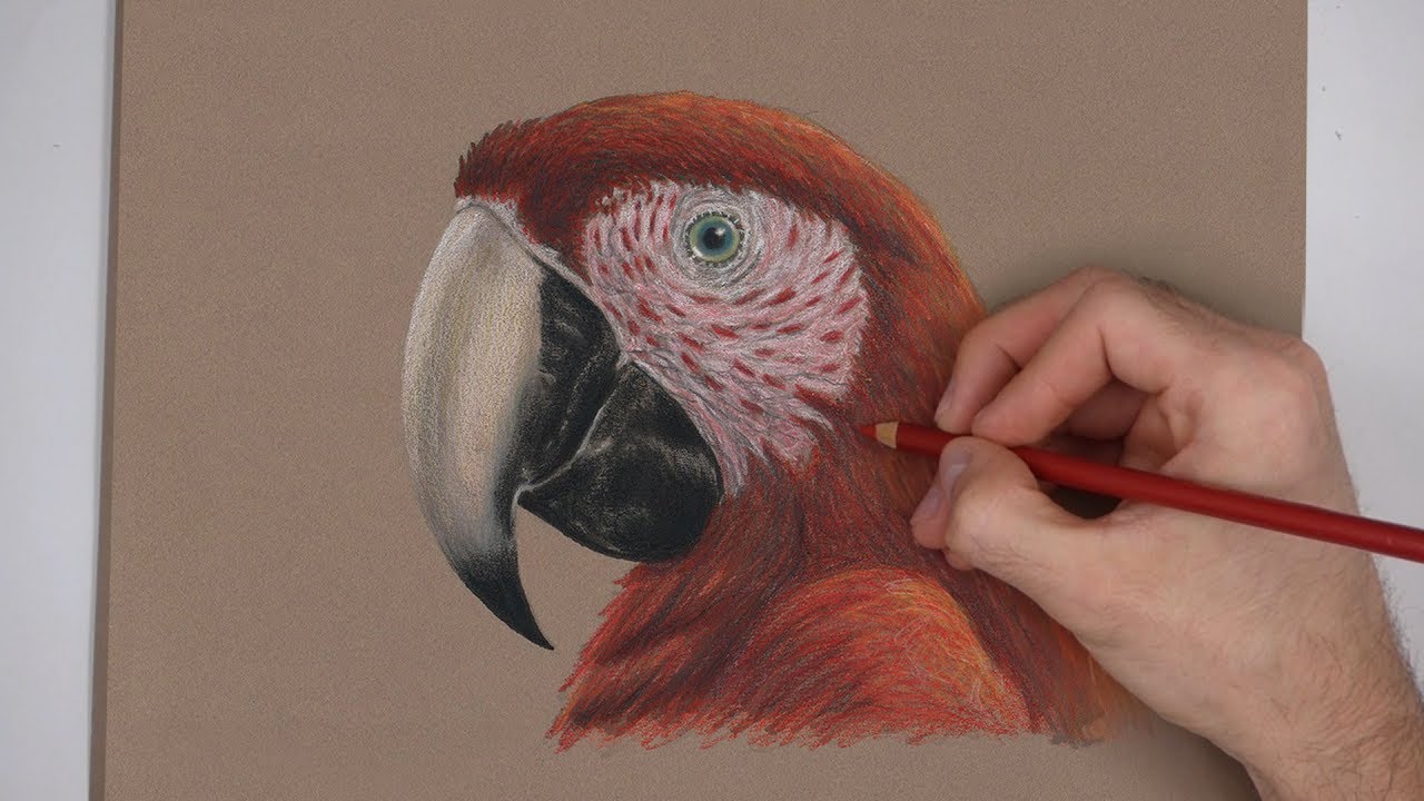 1280x720 special scarlet macaw portrait drawing! - Macaw Drawing