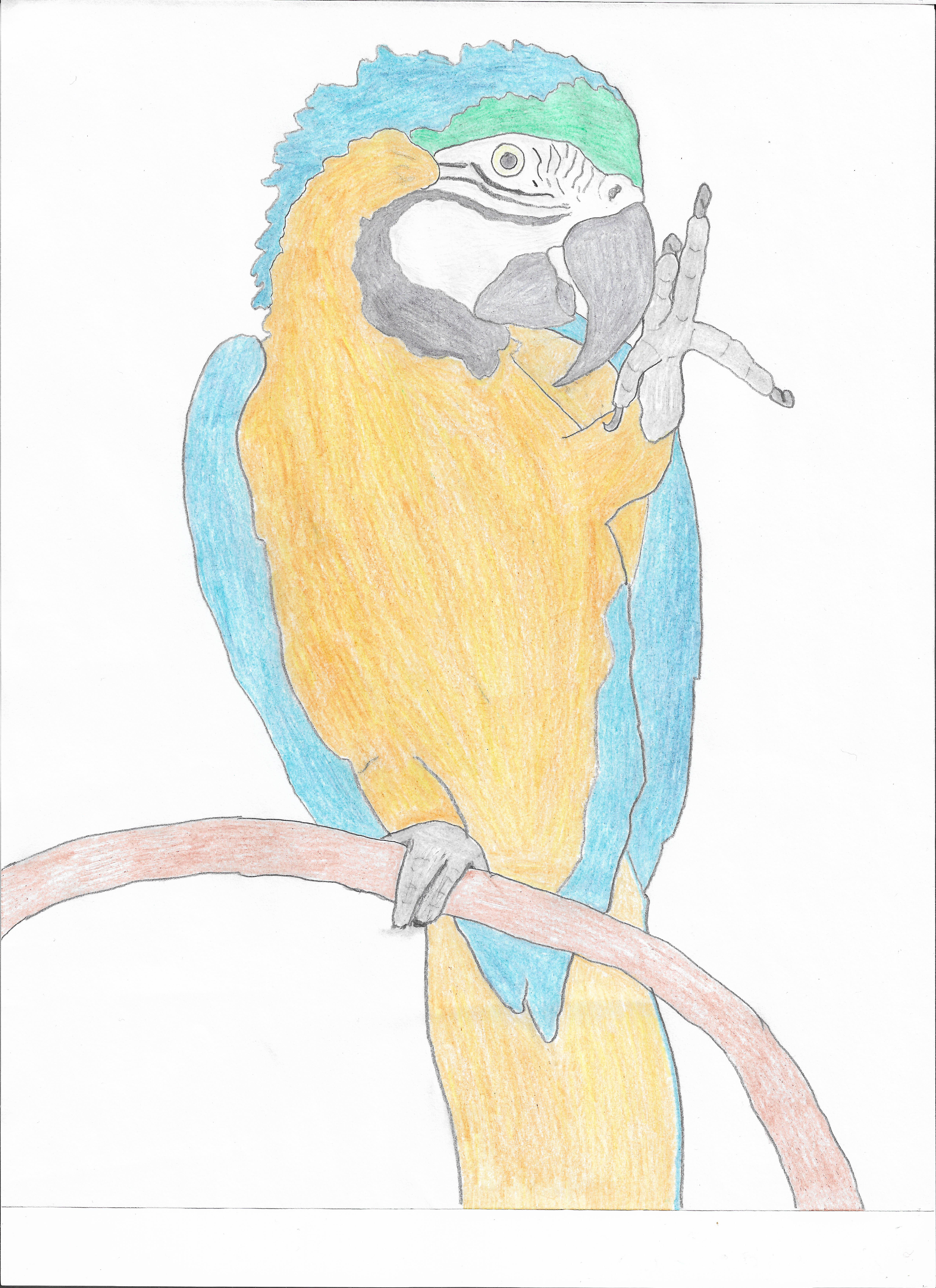 Голубой ара нарисовать