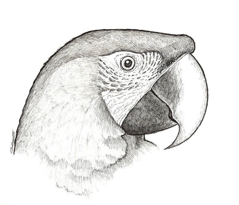 794x679 green winged macaw portrait original pencil drawing - Macaw Drawing