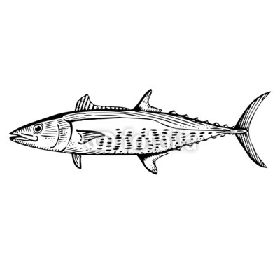 400x400 Hand Drawn Illustration Of A Spanish Mackerel Sticker Contact - Mackerel Drawing