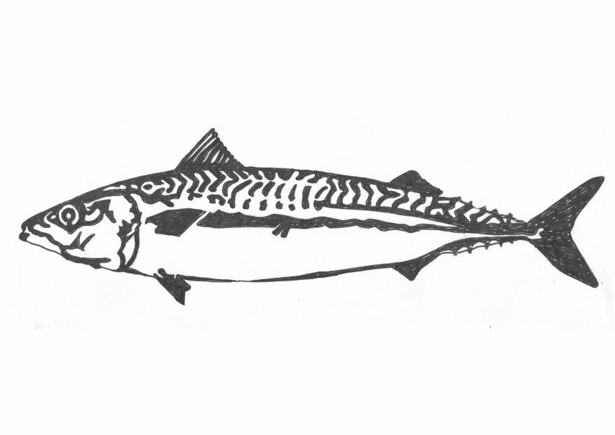 877x620 Image Result For Line Drawings Of Fish Mosaics Fish Drawings - Mackerel Drawing