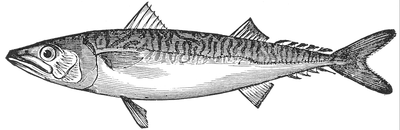 400x130 Mackerel - Mackerel Drawing
