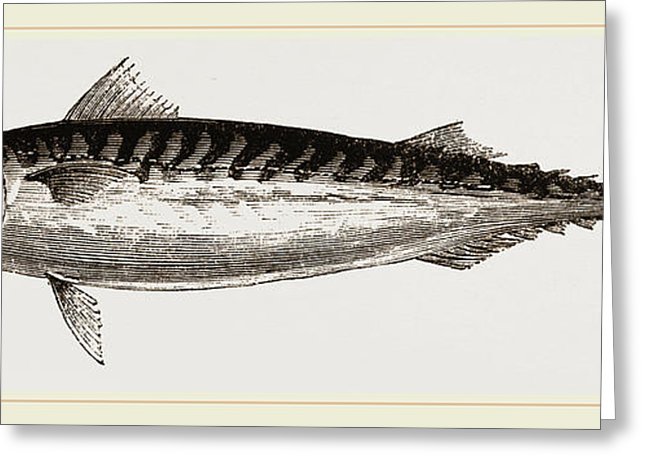 646x470 Mackerel Drawing - Mackerel Drawing