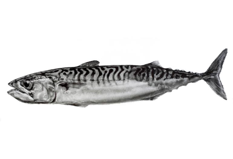 Mackerel Easy Drawing at Willie Maxim blog