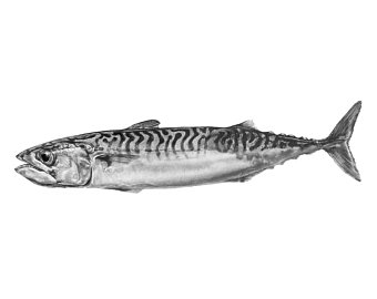 340x270 Mackerel Duo Print Of Graphite Pencil Drawing Etsy - Mackerel Drawing