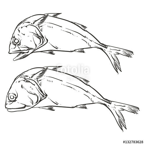 Mackerel Drawing at Explore collection of Mackerel